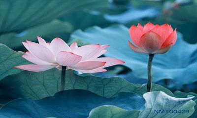 Why Lotus is Viet Nam National Flower