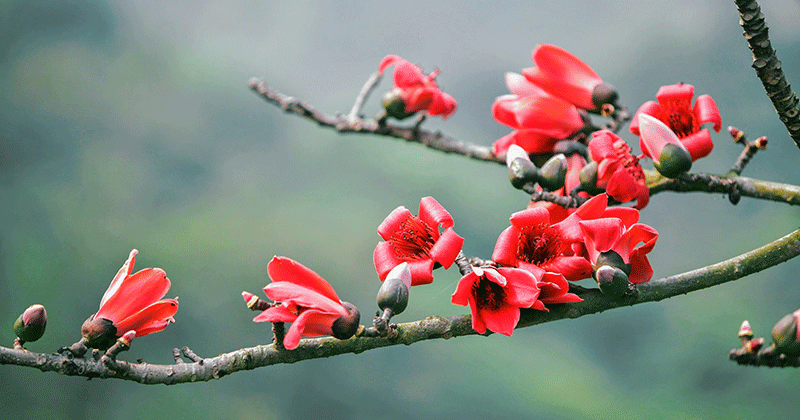 1127 hoa gao-08 24 02 679
