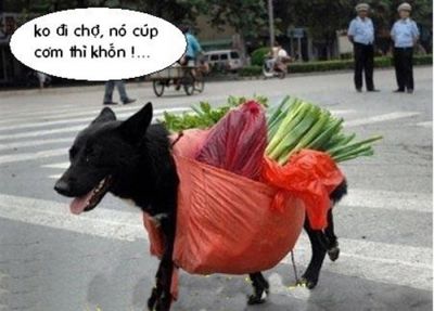 CAI SỮA