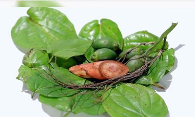 TỤC NHAI TRẦU CỦA NGƯỜI VIỆT