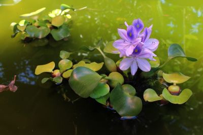 HOA LỤC BÌNH
