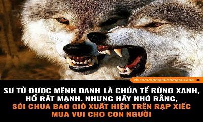 4 QUY TẮC SÓI ĐẦU ĐÀN