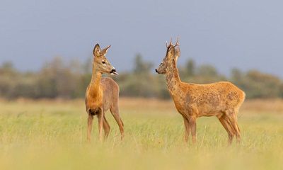 15 ĐIỀU THÚ VỊ