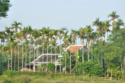 CÂY CAU VIỆT NAM