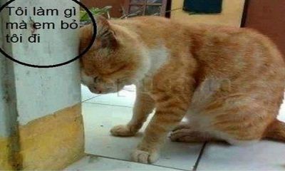 TÂM SỰ CỦA LÃO GIA
