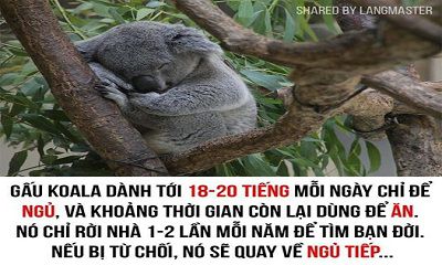 HỐ HÀNG