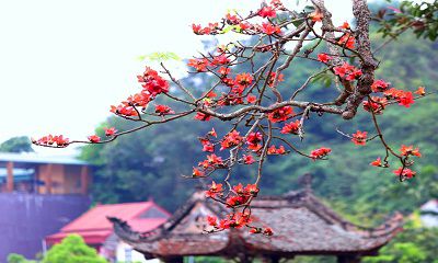 Bí Mật Hoa Mộc Miên