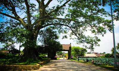 Cây Trường Sinh Bất Tử