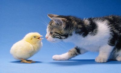 HÃY TẢ CHIẾC BỒ NHÀ EM