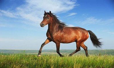 NGỰA NGỦ ĐỨNG ?