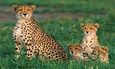 10 ĐỘNG VẬT NGUY HIỂM NHẤT HÀNH TINH