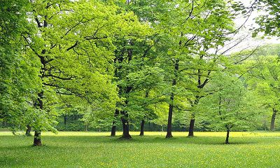 VÌ SAO CÂY HÌNH TRỤ ?